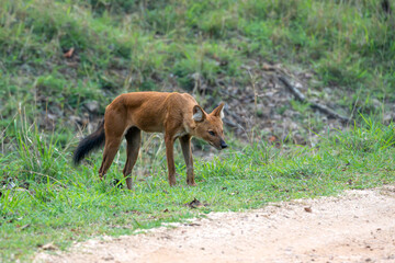 Indian Wild Dog known as Dhole seen in the wild at pench national park