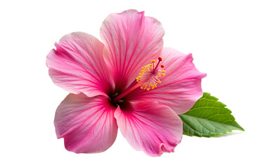 Obraz premium pink hibiscus flowers isolated on white background, png, ai generated. 
