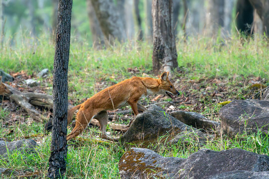 Indian Wild Dog known as Dhole seen in the wild at pench national park