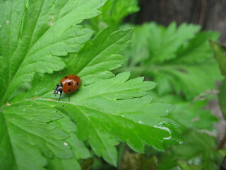 Ladybug