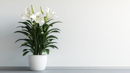 white lily plant with white background