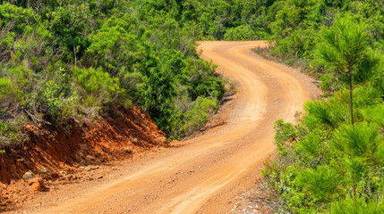 Winding dirt road through lush green pine forest, inviting exploration and adventure