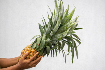 Close-up of a woman's hand holding a juicy, ripe pineapple (Ananas comosus). Emphasizing healthy eating, tropical fruit benefits, and wholesome natural food choices.