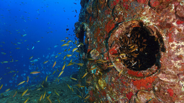 Underwater photography at the united states military shipwreck HTMS Prab Wreck. From a scuba dive in Thailand.