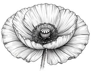 Detailed Black Ink Line Art Illustration of Poppy Flower, isolated on transparent background