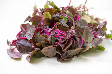 Red spinach bunch, Amaranthus dubius close-up, isolated on white. Fresh healthy leafy vegetable, known as lal shak in Bangladesh, perfect for food and health concepts.