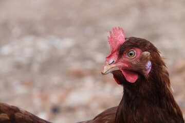 A Egg Producing Farm Brown Chicken Hen Bird.