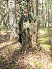 Decaying tree stump in a pine forest, textured surface with moss, natural woodland scene, copy space