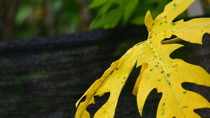 Close-Up of Dewy Papaya Leaf with Natural Texture and Veins