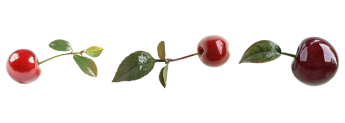 A collection of coquette cherry with green leaves isolated on transparent background. PNG