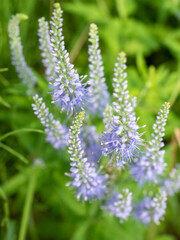 Spiked speedwell (Veronica spicata) close-up, elegant purple flowers on slender stems in vibrant green setting, copy space