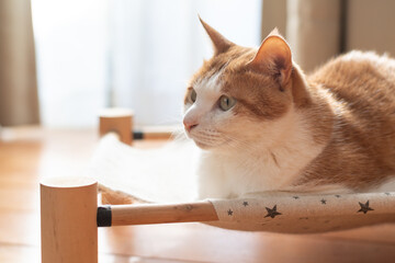 寝転んでくつろぐ猫　茶トラ白