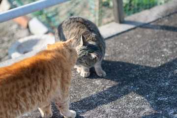 路上であいさつをする二匹の猫