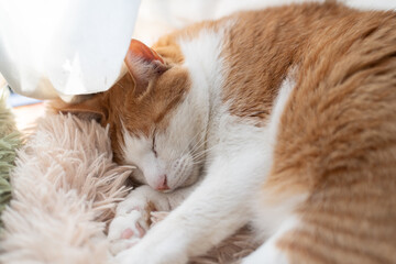 窓辺で眠る可愛い猫　茶トラ白	