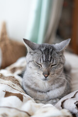 窓辺で眠る可愛い猫　サバトラ猫