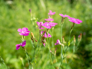 Meadow carnation (Dianthus deltoides) flowers blooming, clusters of vibrant pink blossoms in a green backdrop, copy space
