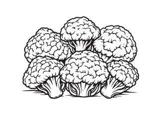 cauliflower linear sketch style vegetable drawings