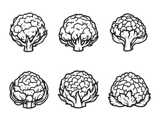 cauliflower outline hand drawn vegetable illustration