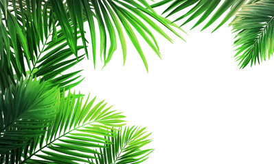 A frame made of green palm leaves isolated on a transparent background