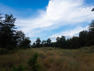 Landscape pine forest and beautiful sky. Field and forest. Clouds in the sky against the background of a pine forest. Natural landscape.