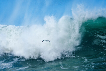 Obraz premium Kelp Gull (Larus dominicanus) flying amongst powerful ocean waves crashing onto the Hermanus shoreline after a dramatic winter storm. Whale Coast, Overberg, Western Cape, South Africa.
