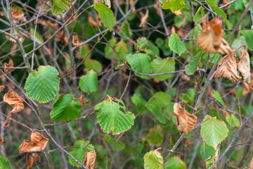 Leaves of a hazel tree, Corylus avellana, browning due to drought stress.