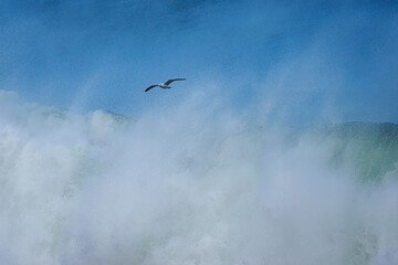 Kelp Gull (Larus dominicanus) flying amongst powerful ocean waves crashing onto the Hermanus shoreline after a dramatic winter storm.  Whale Coast, Overberg, Western Cape, South Africa.