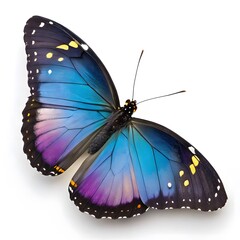 Vibrant blue and purple morpho butterfly isolated on white background