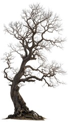 Fototapeta premium Gnarled ancient bonsai tree with bare branches isolated on white background