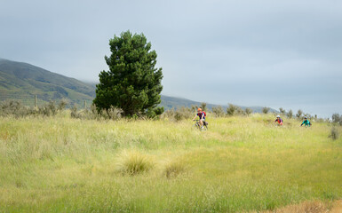 People riding among tall grass. Otago Central Rail Trail. South Island. New Zealand.