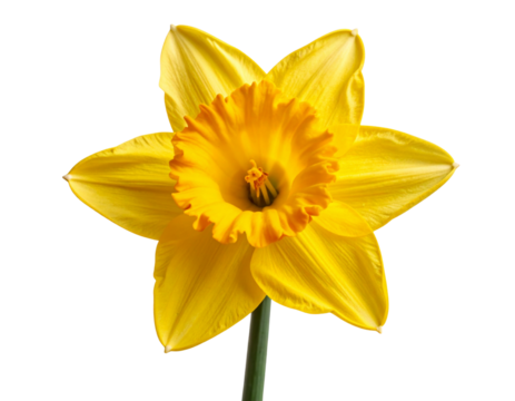 Hand-Drawn Black Ink Daffodil Illustration with Fine Linework, isolated on transparent background