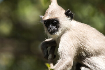 Monkeys in Sri Lanka perch on trees and walls, alert and playful, surrounded by lush greenery and tropical sunlight.