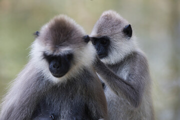Monkeys in Sri Lanka perch on trees and walls, alert and playful, surrounded by lush greenery and...