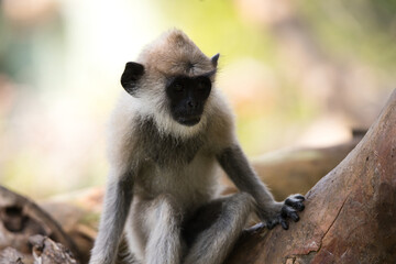 Monkeys in Sri Lanka perch on trees and walls, alert and playful, surrounded by lush greenery and tropical sunlight.