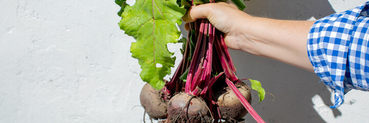Hand clutching freshly unearthed beets, vibrant organic harvest, roots exposed, evocative of Earth...