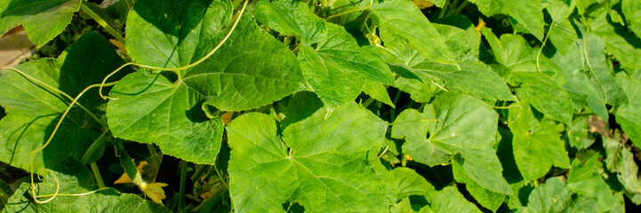 Verdant cucumber leaves bask in sunlight, evoking Earth Day's sustainability ethos and nurturing...