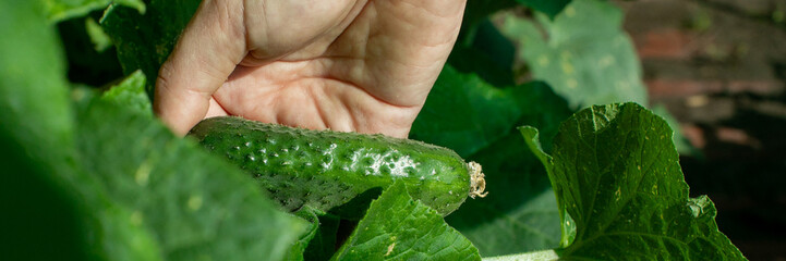 Hand grasping emerald cucumber under verdant leaves, summer harvest ritual, sustainability, Earth...