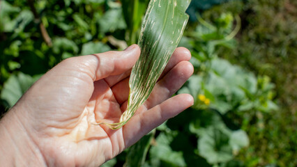 A hand of European descent gently cradles a leaf, whispering secrets of Lammas harvests and elusive...