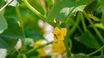 Bee perches on vibrant cucumber blossom, buzzing melody of midsummers eve, pollinator synergy,...