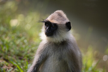 Monkeys in Sri Lanka perch on trees and walls, alert and playful, surrounded by lush greenery and tropical sunlight.