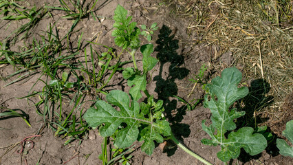 Watermelon sprout reaching skyward, whispering verdant secrets of spring rebirth and Earth Day's...