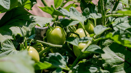 Sunlit verdant tomatoes nestle amidst lush foliage, capturing the essence of Lammas harvest and ancient kitchen witchery gardens