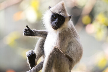 Monkeys in Sri Lanka perch on trees and walls, alert and playful, surrounded by lush greenery and...