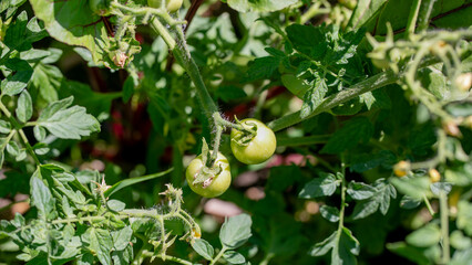 Entwined green tomatoes whisper secrets of growth amid tangled vines, embodying harvest dreams,...