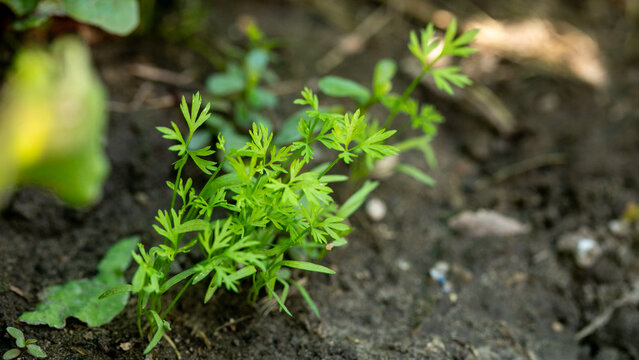 Emerald carrot seedlings push through loamy earth, echoing Earth's Day regeneration and ancient Tu Bishvat traditions of renewal