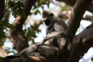 Monkeys in Sri Lanka perch on trees and walls, alert and playful, surrounded by lush greenery and tropical sunlight.