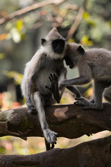 Obraz premium Monkeys in Sri Lanka perch on trees and walls, alert and playful, surrounded by lush greenery and tropical sunlight.