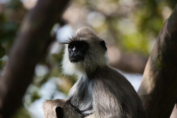 Monkeys in Sri Lanka perch on trees and walls, alert and playful, surrounded by lush greenery and tropical sunlight.