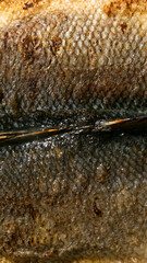 Golden-brown fish scales glisten warmly, whispering culinary stories during Japan's Eel Day,...