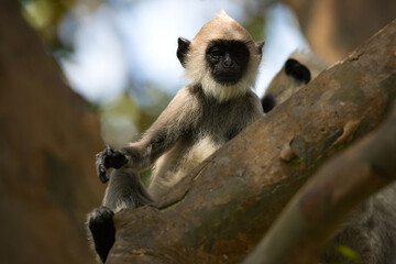 Monkeys in Sri Lanka perch on trees and walls, alert and playful, surrounded by lush greenery and...